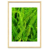 Green Ferns