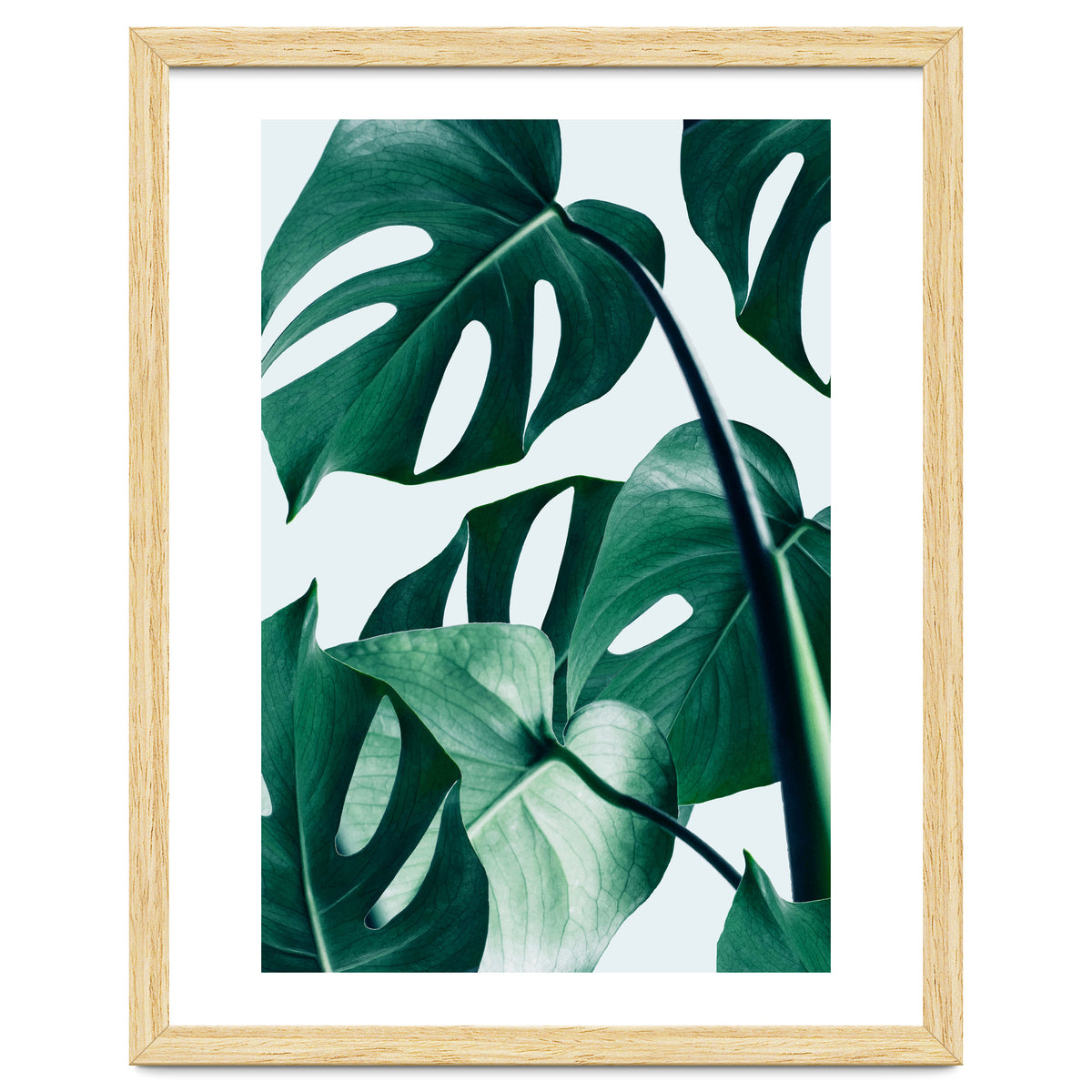 Monstera Tropical Photography Digital Art, Minimal Nature Jungle Botanical Leaves