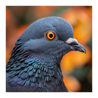 Close Up Of A Pigeon's Head And Neck (Print Only)