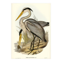 Elizabeth Gould – Great Grey Heron (Ardea leucophaea) | Birds of Australia Illustration (Print Only)