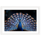 Close Up Peacock Showing Its Beautiful Feathers thumbnail