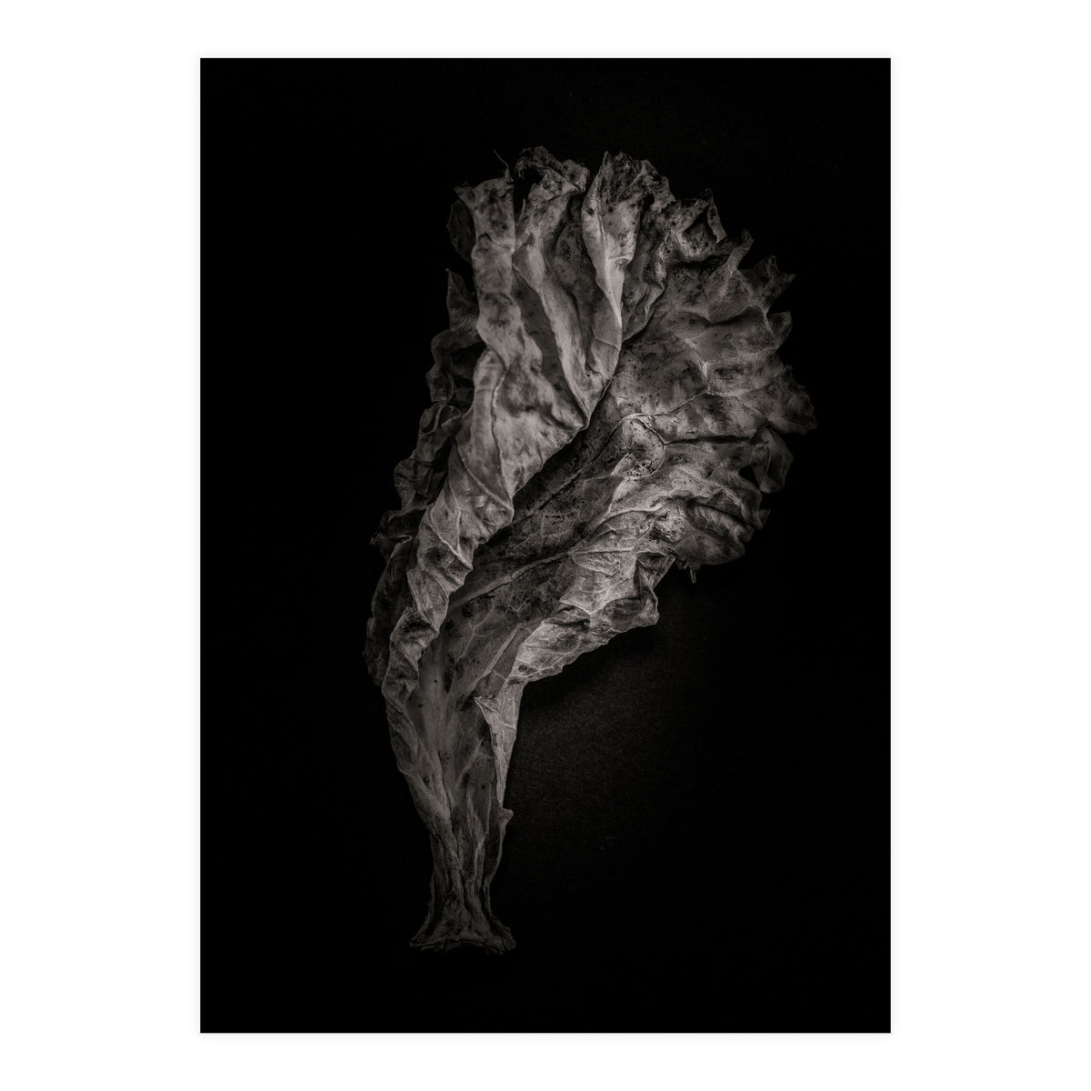 Leaves No 9 (Print Only)