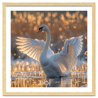 Swan Spreading Wings In Water Sunlight