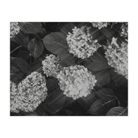 Hydrangeas | Black & White Landscape (Print Only)