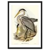 Elizabeth Gould – Great Grey Heron (Ardea leucophaea) | Birds of Australia Illustration thumbnail