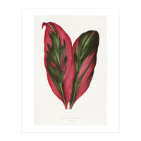 Alexander Francis Lydon & Benjamin Fawsett – Pink Dracaena Terminalis Leaf (1865) (Print Only)