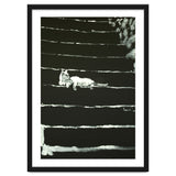 Cat On Stairs thumbnail