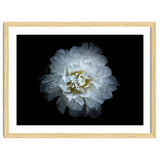 Backyard Flowers No 90 Color Version thumbnail