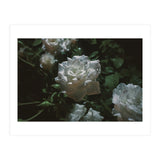 Dark Paradise (Print Only) thumbnail