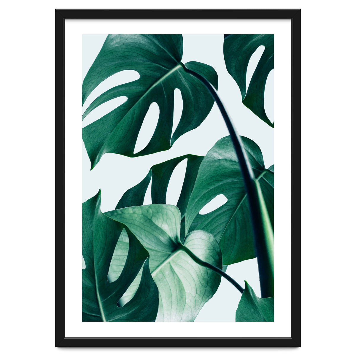 Monstera Tropical Photography Digital Art, Minimal Nature Jungle Botanical Leaves