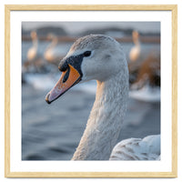 Majestic Swan Portrait In Snowy Waters