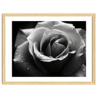 Ethereal Monochromatic Rose Petal Macro