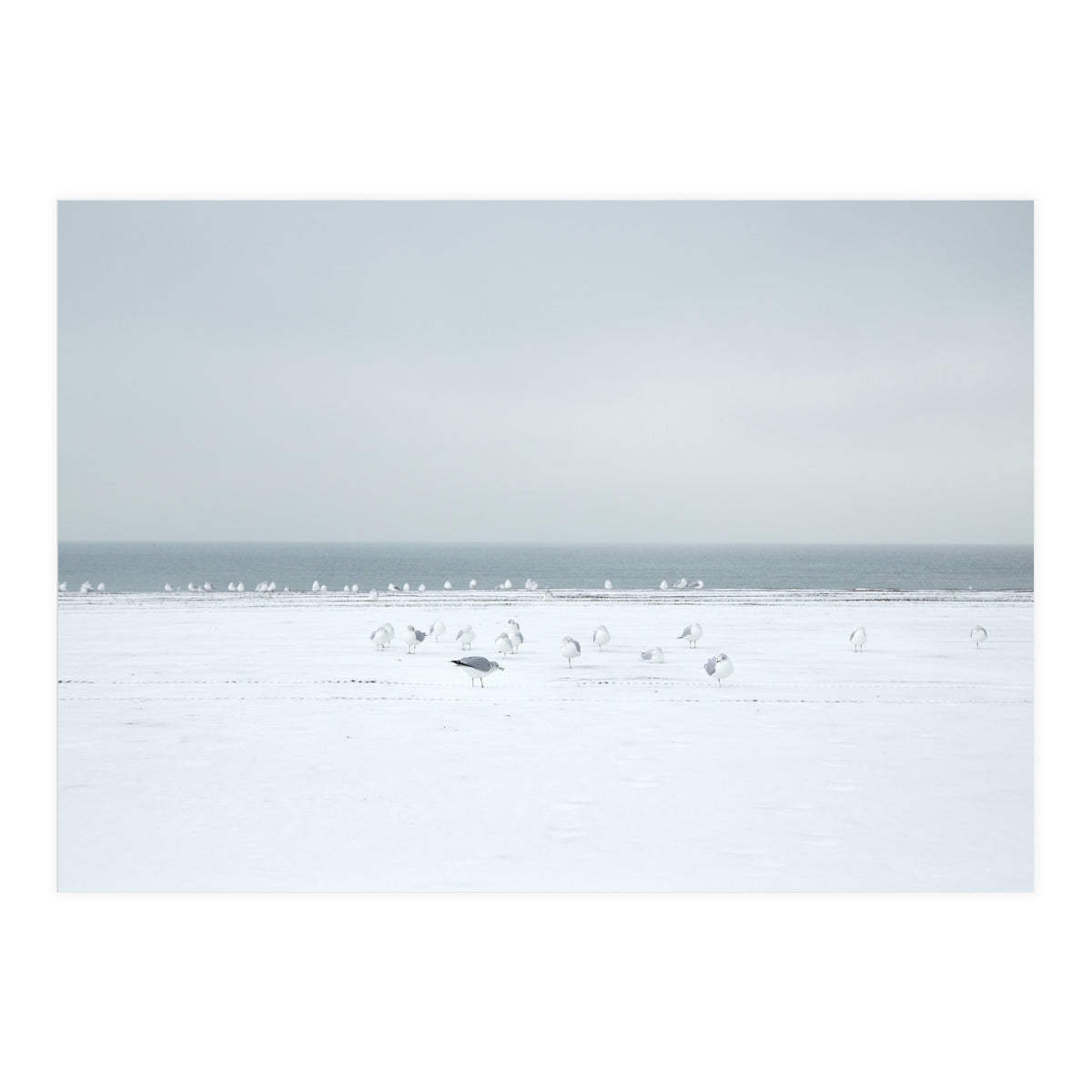 Seagulls in the Snow beach (Print Only)