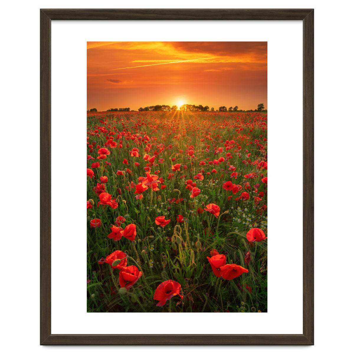 Poppies At Sunset