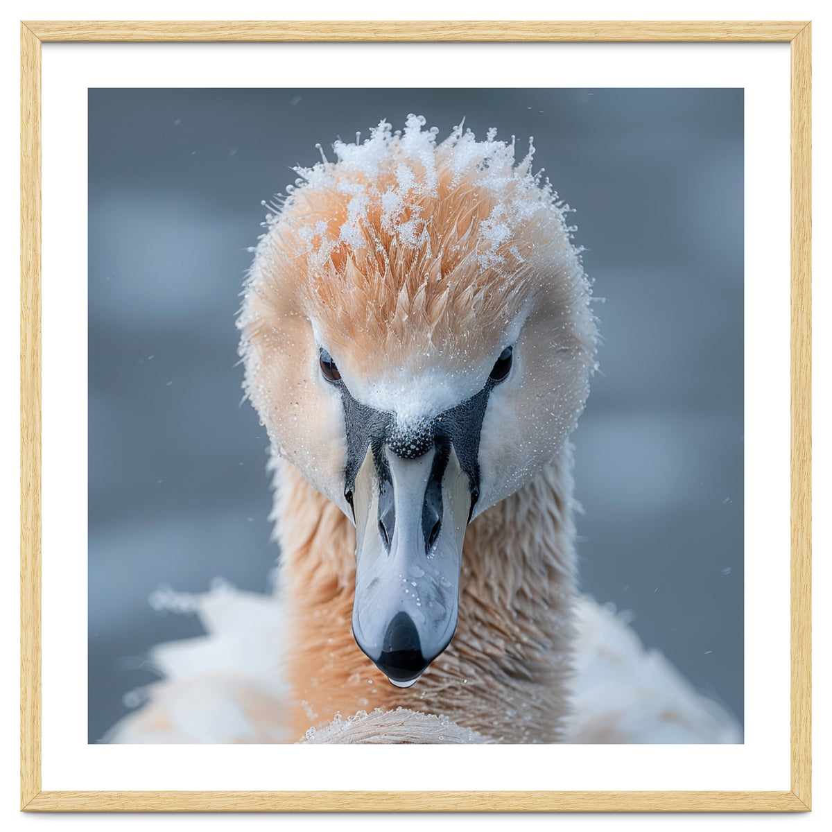 Majestic Swan Covered In Frost And Snow