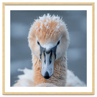 Majestic Swan Covered In Frost And Snow