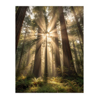 Ethereal Redwood Sanctuary: Sunbeams in the Ancient Forest (Print Only)