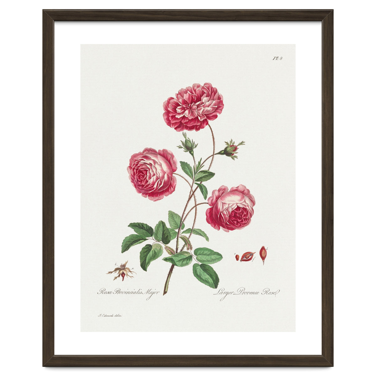 John Edwards – Larger Provence Rose (1770–1775)