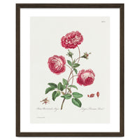 John Edwards – Larger Provence Rose (1770–1775)