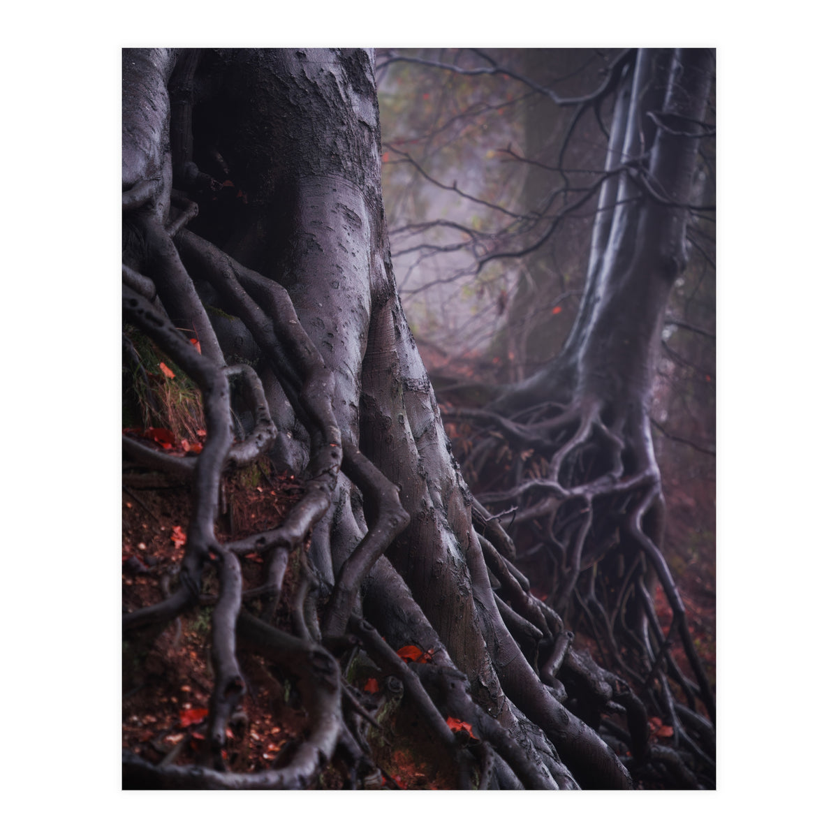 Tree roots (Print Only)
