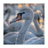 Majestic Swan Close Up With Water Droplets (Print Only) thumbnail
