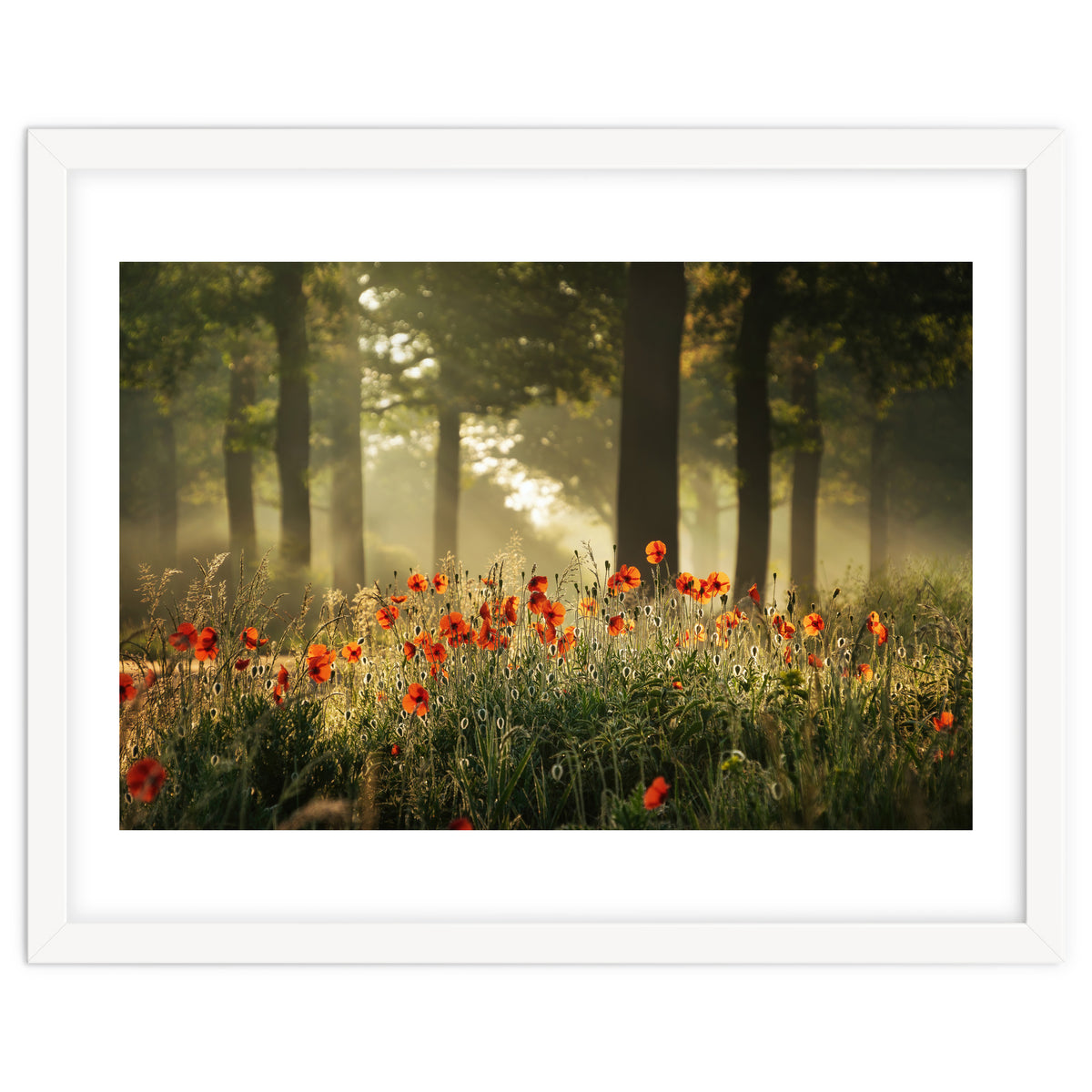 The poppy forest