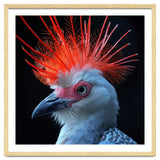 Secretary Bird thumbnail