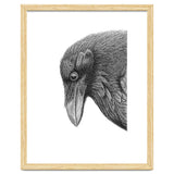 Huginn thumbnail