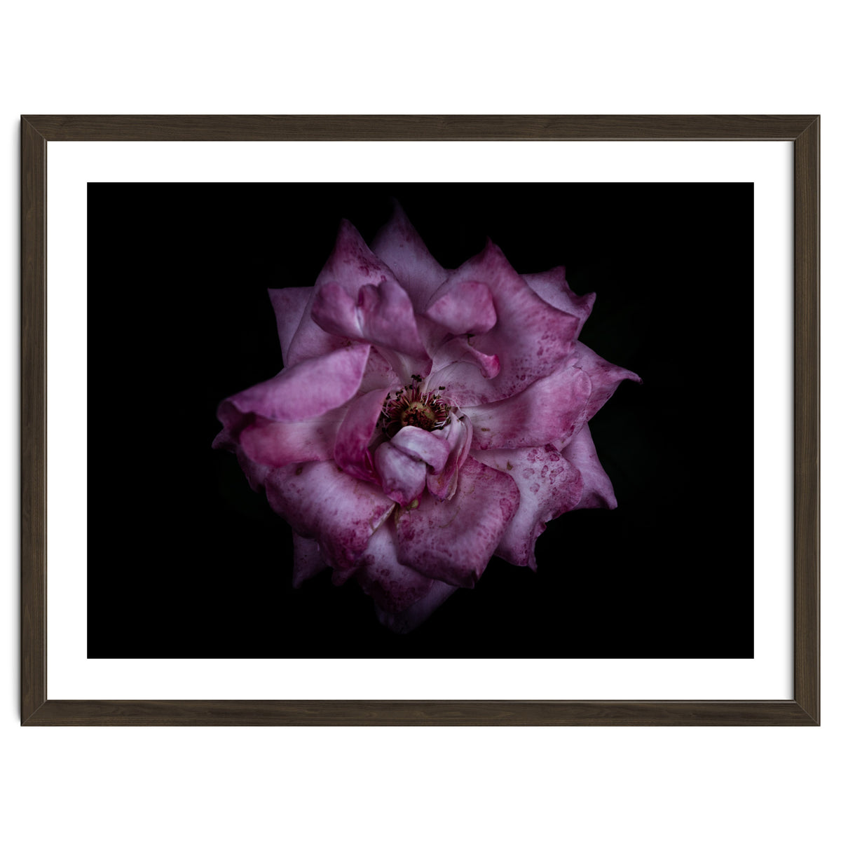 Backyard Flowers No 111 Color Version