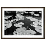 Lotus Pond | Black & White Landscape thumbnail