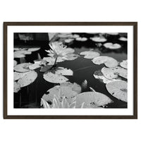 Lotus Pond | Black & White Landscape