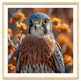 Close Up Of A Kestrel Bird Of Prey thumbnail