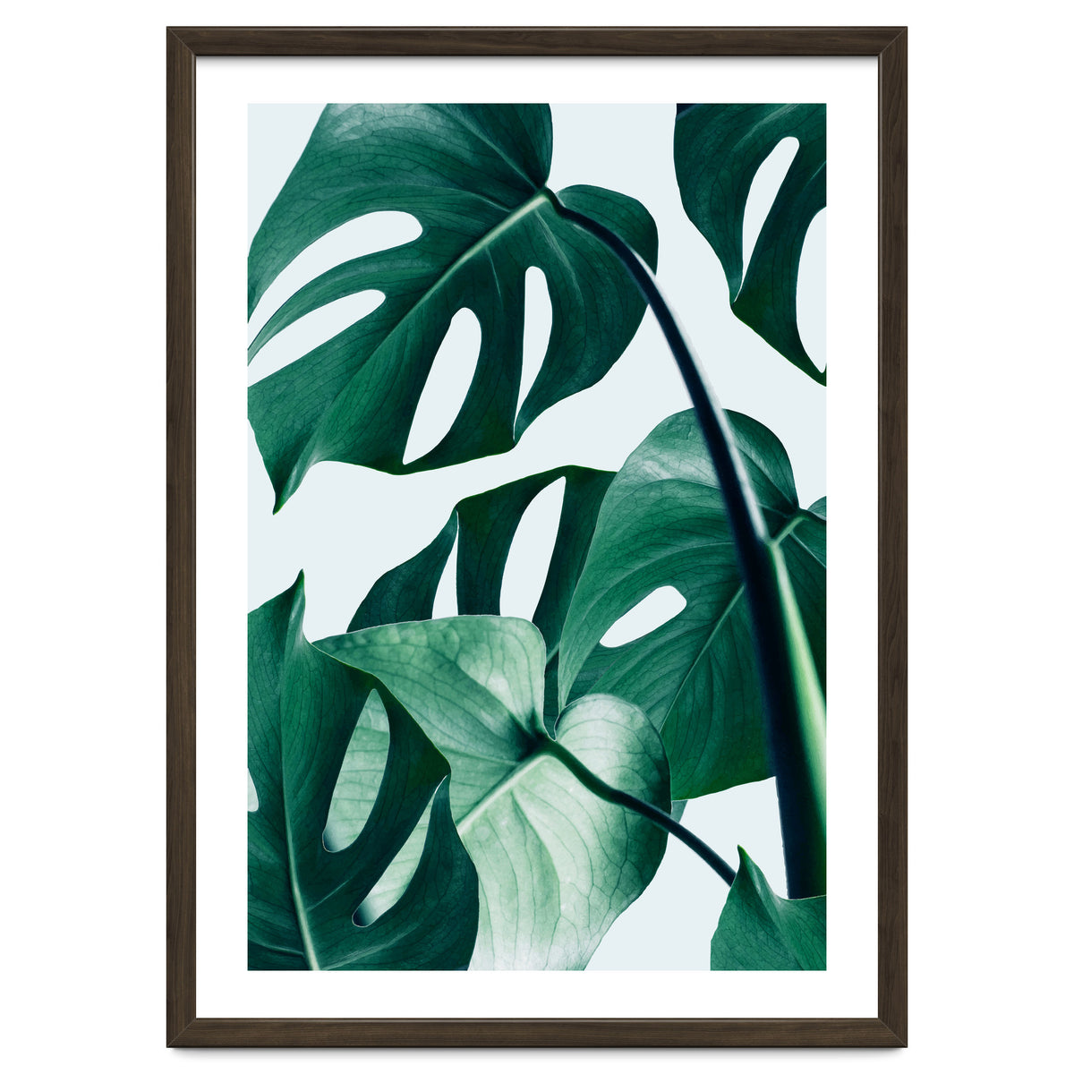 Monstera Tropical Photography Digital Art, Minimal Nature Jungle Botanical Leaves