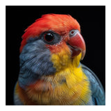 Close Up Colorful Parrot Portrait Vivid Plumage (Print Only) thumbnail