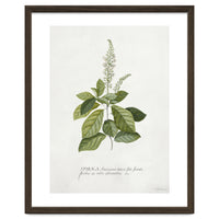 Georg Dionysius Ehret – Cinnamomum Illustration (1708–1770)