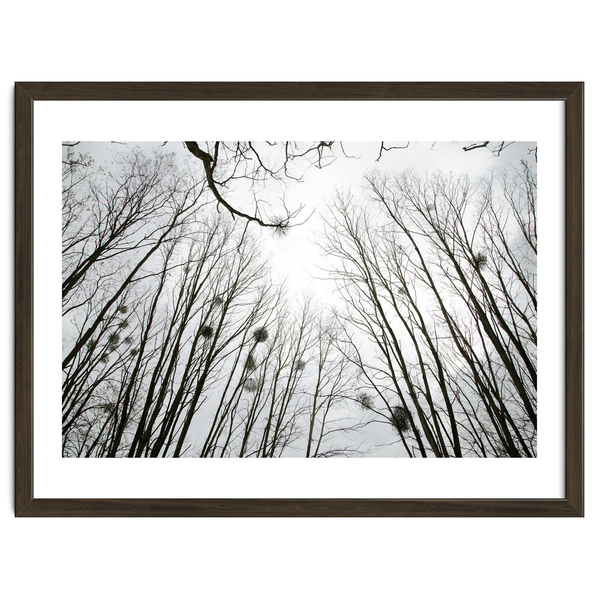 Bare trees in the winter sky