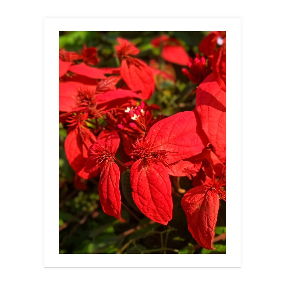 Red Quisqualls Plant Flowers (Print Only)