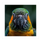 Blue And Gold Macaw Face Focused Portrait (Print Only) thumbnail