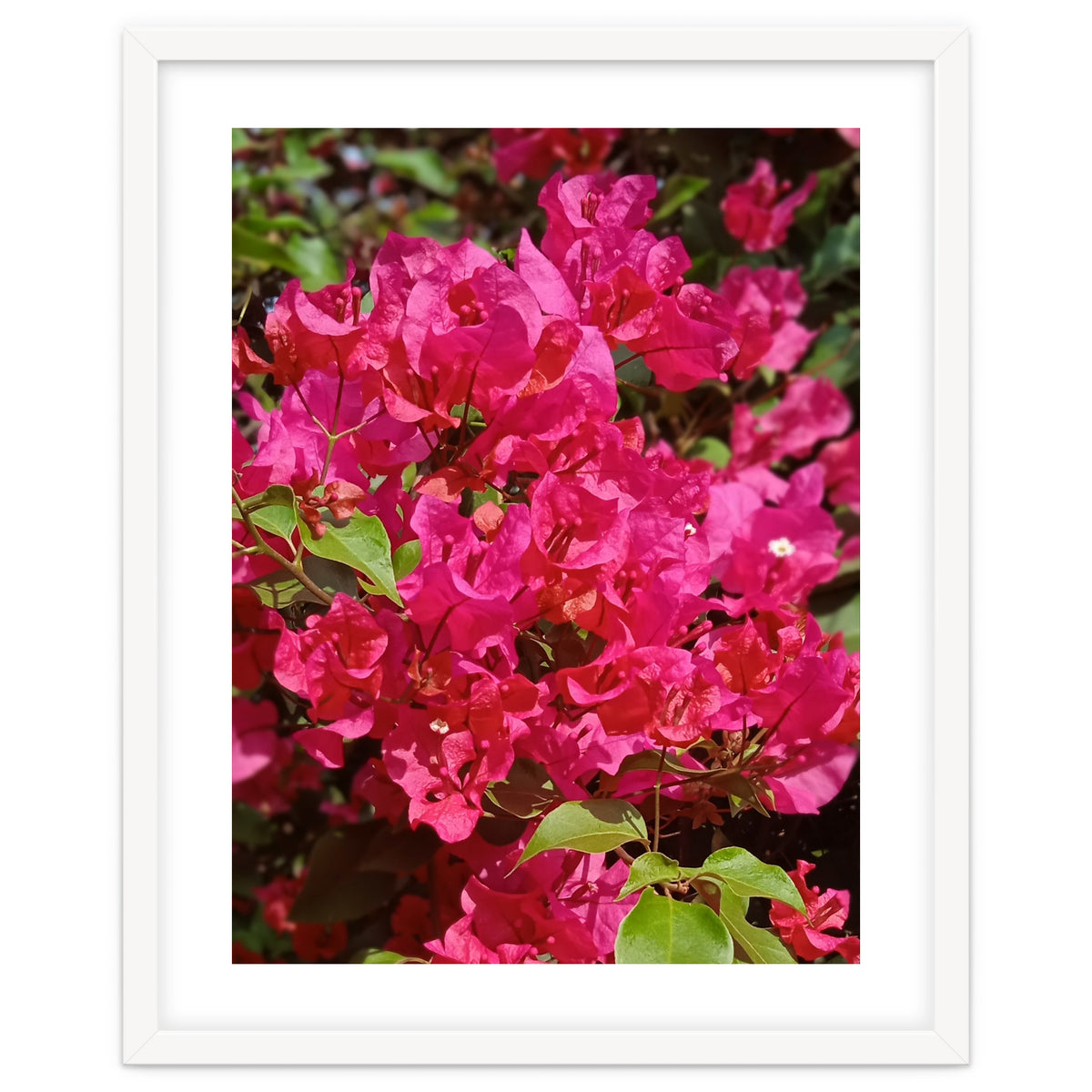 Pink Bougainvillea Flowers