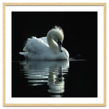 White Swan Gracefully Swimming In Dark Water thumbnail