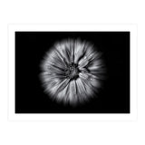 Backyard Flowers In Black And White No 10 Flow Version (Print Only) thumbnail