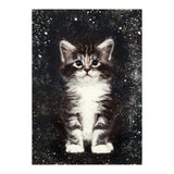 Bicolor Cute Kitten Portrait (Print Only) thumbnail