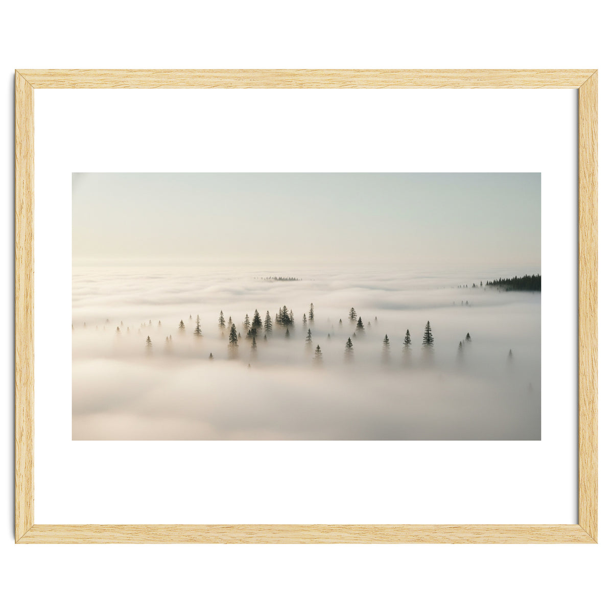 Misty Peaks: Pine Forest Above the Clouds