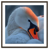 Close Up Of A White Swan With Water Droplets thumbnail