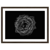 Backyard Flowers In Black And White No 110 thumbnail