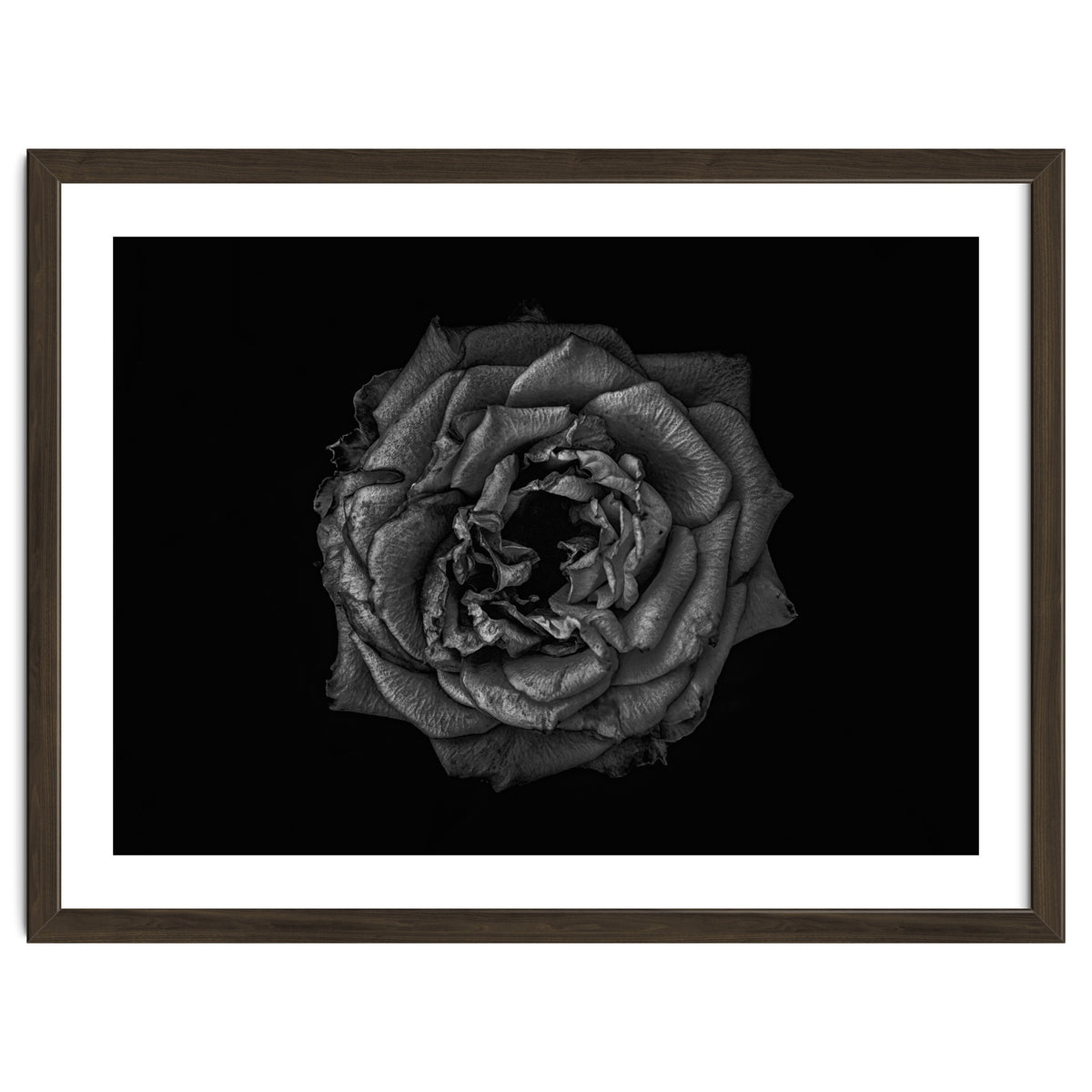 Backyard Flowers In Black And White No 110