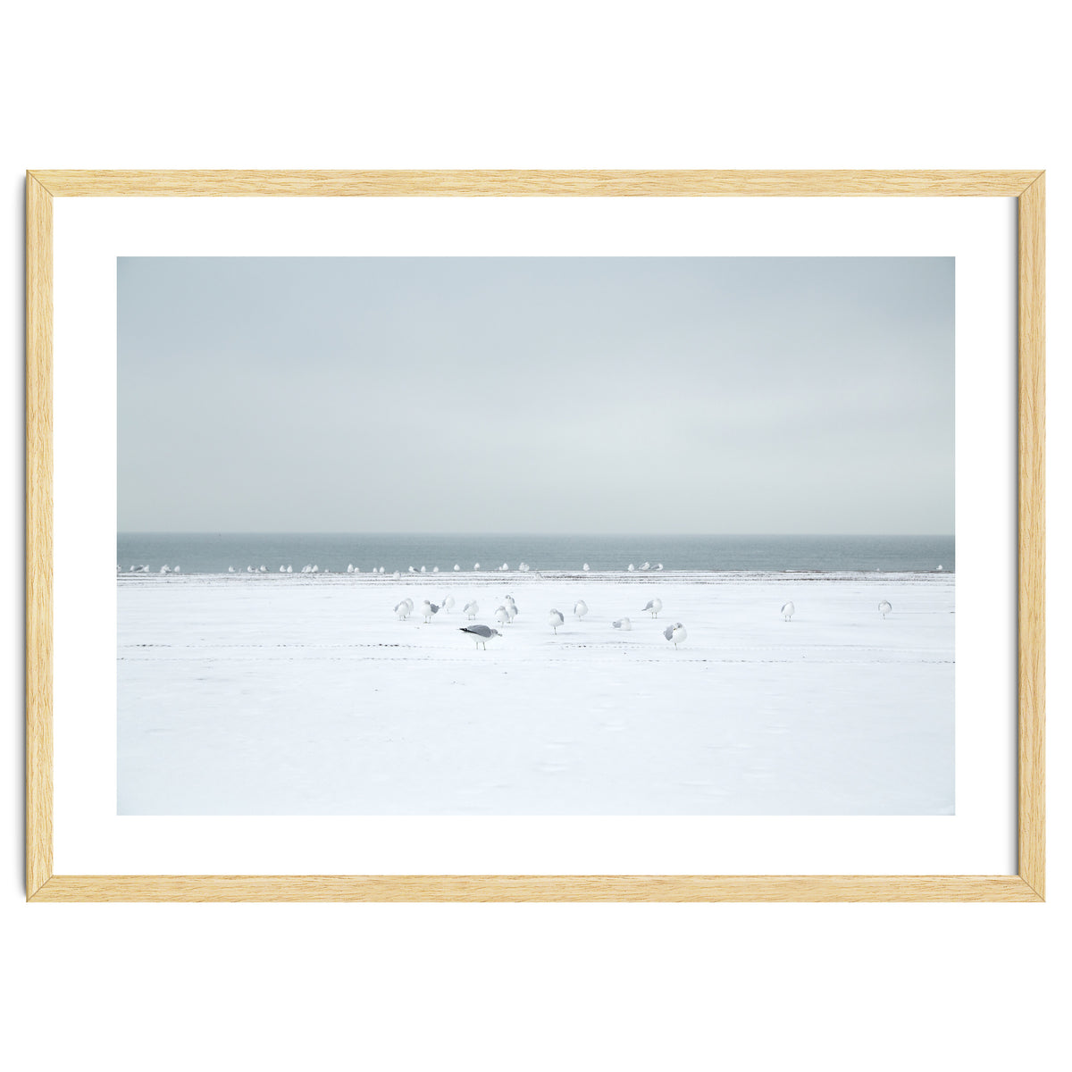 Seagulls in the Snow beach