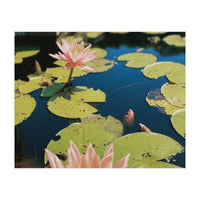 Lotus Pond | Landscape (Print Only)