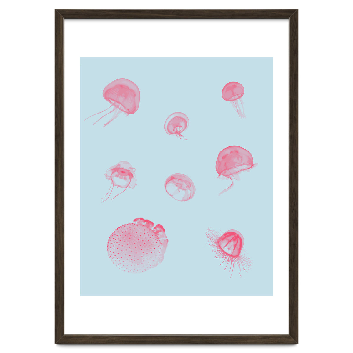 Jellyfish