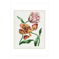 John Edwards – Various Tulips (1791) (Print Only)